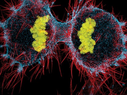 Virus primitivos cáncer