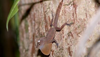 Los anolis, como esta especie de tronco y suelo, consiguen regresar a su territorio, por muchos obst&aacute;culos que encuentren. 