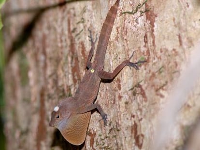 Los anolis, como esta especie de tronco y suelo, consiguen regresar a su territorio, por muchos obst&aacute;culos que encuentren. 