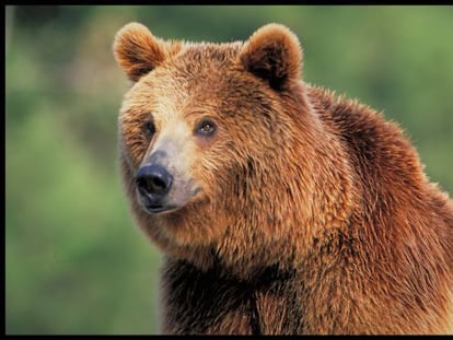 El oso pardo es una especie protegida en la fauna ibérica.