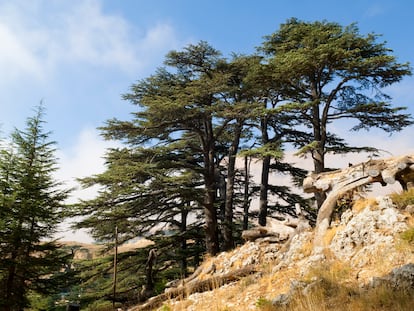 Cedros de Líbano creciendo en su hábitat natural en las montañas de Becharre.