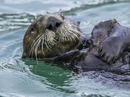 La nutria marina es una de las especies en peligro de extinción de las que ya se ha obtenido su genoma.