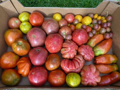 Tomates rústicos de diferentes países.