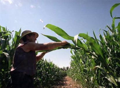 Campo de ensayo de maíz modificado genéticamente perteneciente al Instituto Nacional de Investigación Agraria en Aranjuez.