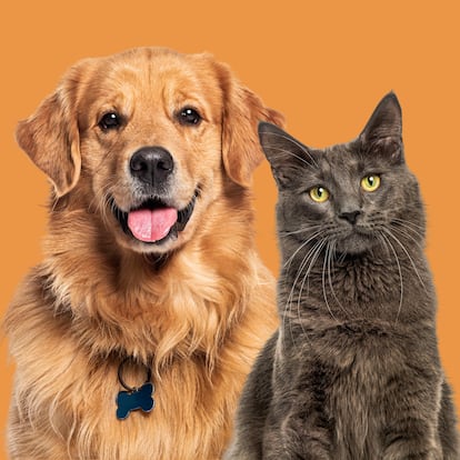 Happy Cats and dogs panting, together in a row, agaisnt orange