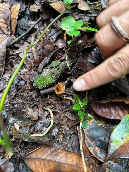 One of the 'Psilocybe' mushroom specimens discovered in the Los Cedros Protective Forest. 
