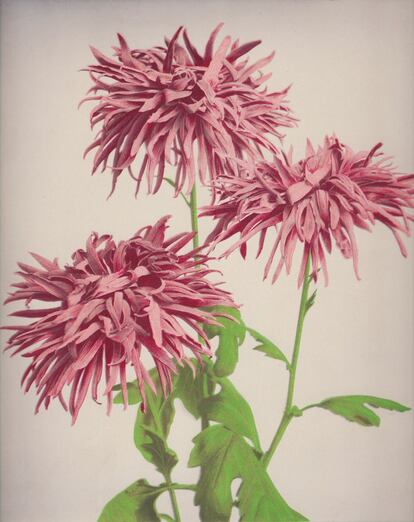 'Chrysanthemum', de ‘Some Japanese Flowers’ (alrededor de 1894).