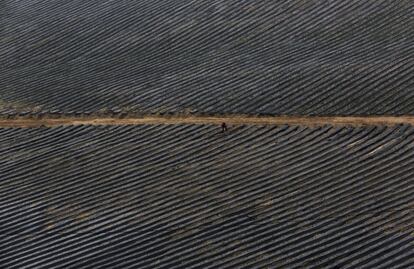 Trabajos agrícolas en unos campos de fresas en Huaraz, en las afueras de Lima, Perú.