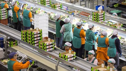 Línea de envasado de aguacates en la empresa Trops.