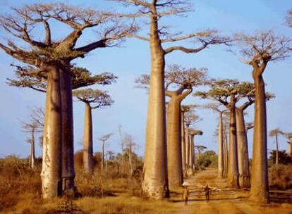 Baobabs, árboles emblemáticos de Madagascar