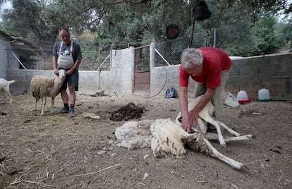 Stewart shears a sheep belonging to his neighbor Bernardo (left).