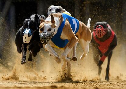 Los perros Gladiador Ramanus y Chasing Aces luchan por el liderato en la 22 edición de la carrera Solitude-Race 2016 celebrada en Sachsenheim, Alemania.