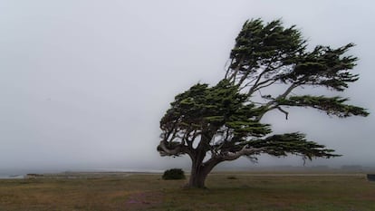 Un &aacute;rbol entre el viento.
 
 