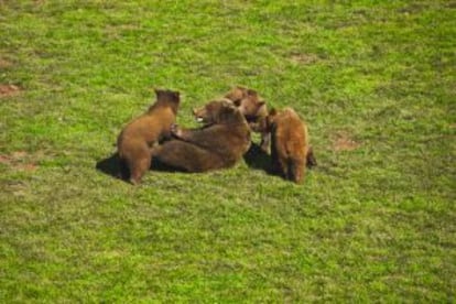 Oseznos en pleno juego en el parque de la naturaleza de Cabárceno, en Cantabria.