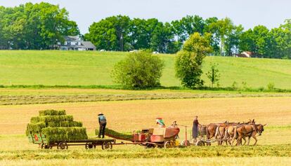 Un hombre y una mujer 'amish' empacando heno en un campo en Pensilvania.