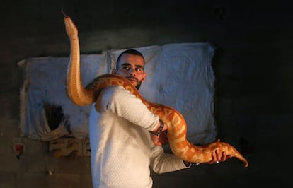 TOPSHOT - Palestinian snake enthusiast Omar Ibrahim plays with an albino Python Molurus at his home in the northern West Bank city of Nablus, on February 10, 2016. Omar Ibrahim has been breeding more than 40 rare snakes at his house for the past five years. / AFP / AHMAD GHARABLI