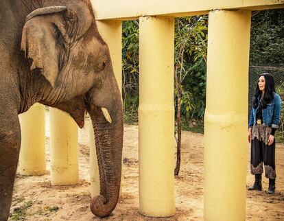 Documental Cher y el elefante solitario