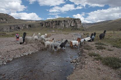 Mujeres de Umpuco al sur de Perú crían alpacas y resisten la sequía más dura de los últimos 60 años.