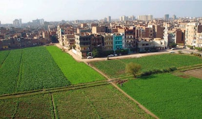 Cultivos periurbanos en Fayume (Egipto).