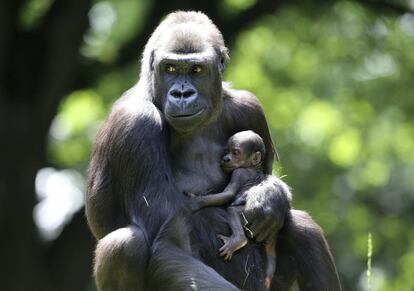 Una gorila sostiene a su cría en brazos en el zoo de Duisburgo en Alemania.