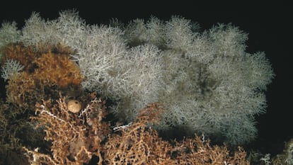 Corales en el arrecife del banco de Cabliers.