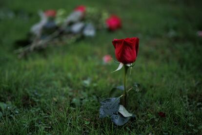 Una rosa en el Jardín del Recuerdo en el cementerio de La Almudena, en Madrid.