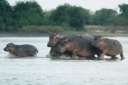 En África, uno de los animales más vulnerables es el hipopótamo común, cuya población ha descendido en un 95%, especialmente en la República Democrática de Congo (RDC) y Zambia, debido a la caza ilegal que busca su carne y el marfil de sus dientes.