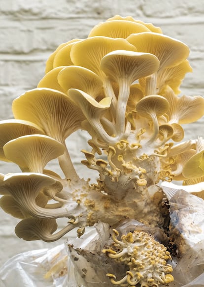 Los hongos tienen una resiliencia increíble. La orellana amarilla ('Pleurotus citrinopileatus') de esta fotografía ha fructificado directamente de una bolsa de inóculo en condiciones subóptimas. Es una imagen perteneciente al libro 'Cultivar setas en casa', de Elliot Webb (Editorial Blume).