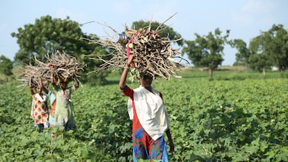 Un grupo de mujeres recoge leña en el estado de Maharashtra, en India.