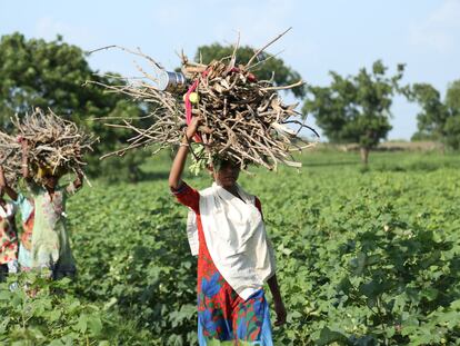 Un grupo de mujeres recoge leña en el estado de Maharashtra, en India.