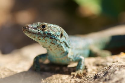 Lagartija endémica de las islas Pitiusas (Ibiza y Formentera) sobre la que depreda la serpiente de herradura.