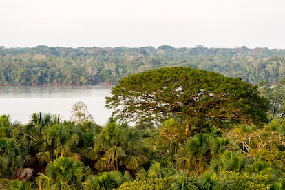 Parque Nacional Yasuní, al norte de Ecuador