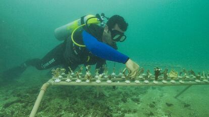 Un integrante del proyecto Coralizar siembra corales en los arrecifes de Porto de Galinhas, Brasil