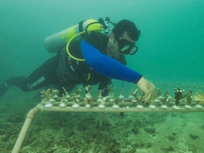 Un integrante del proyecto Coralizar siembra corales en los arrecifes de Porto de Galinhas, Brasil