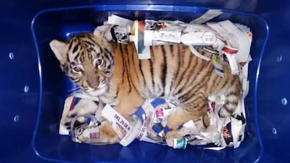 El cachorro de tigre de bengala estaba en una caja de plástico.