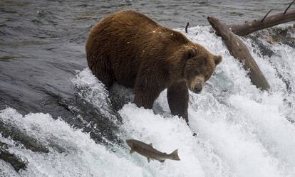 Um urso pesca salmões no Parque Nacional de Katmai (Alasca), em 2018.