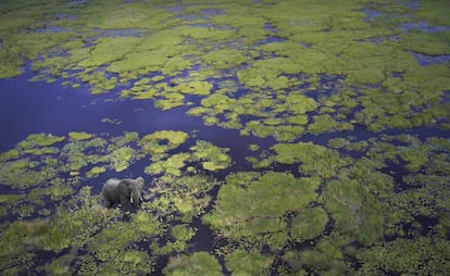 Vista aérea de un elefante en el delta del Okavango, en Botsuana.