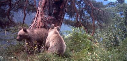 Dos oseznos de la hembra Hvala, fotografiados en el Valle de Aran.