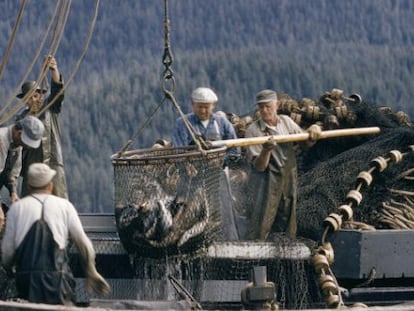 Pescadores colocam em seu barco salmões recém-capturados em Ketchikan, Alasca.