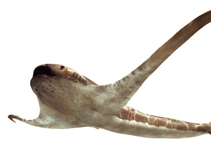 Ilustración del tiburón ‘Aquilolamna milarcae’.