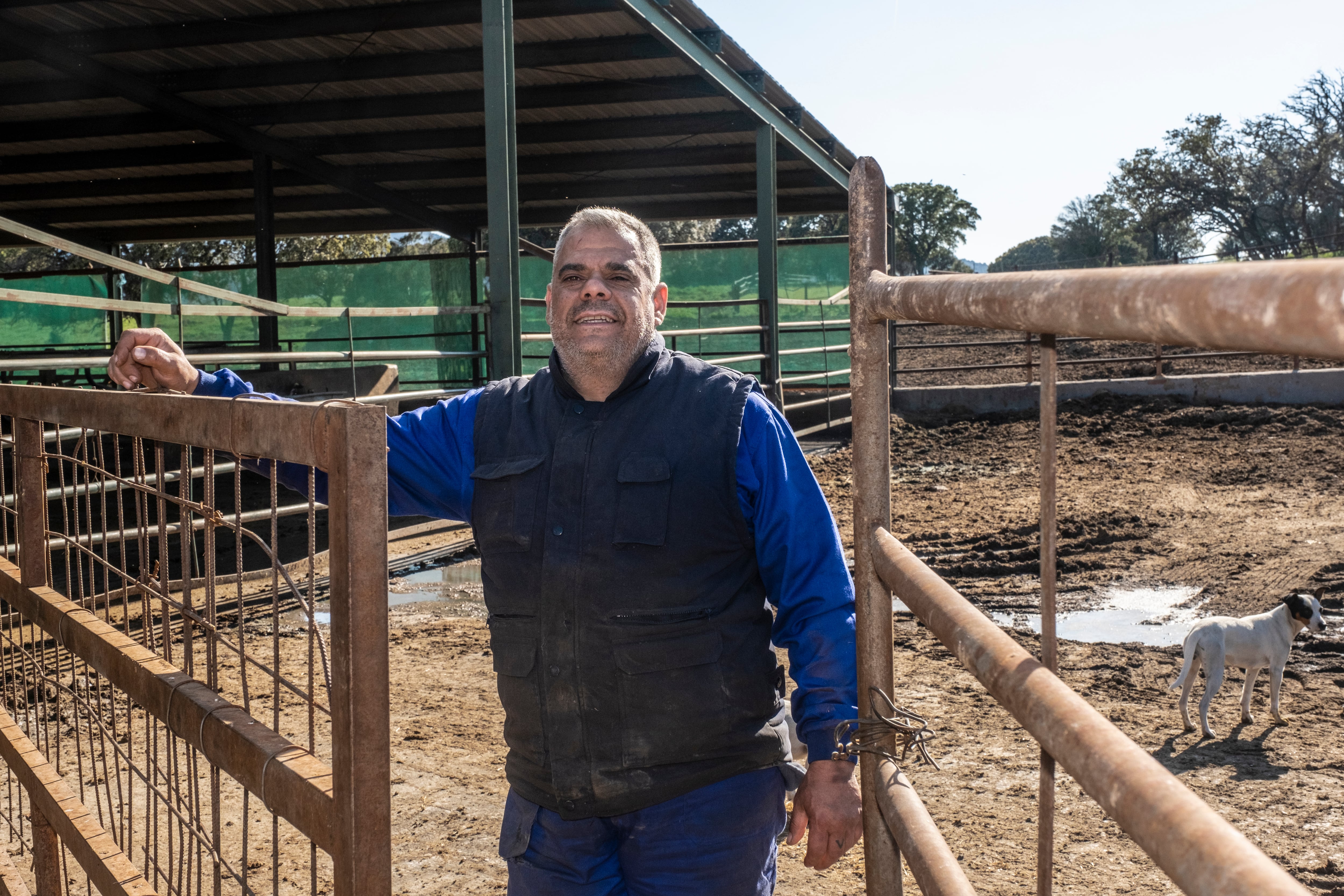 Diego de la Morena, hermano de Eugenio, en la granja de vacas de la que ambos son propietarios en Colmenar Viejo.