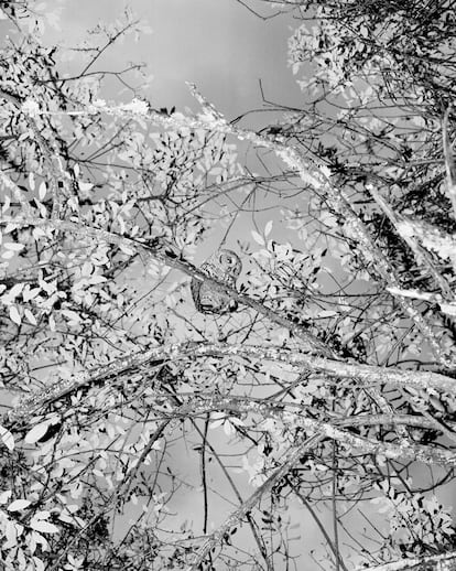Imagen perteneciente a 'What the Rain Might Bring' publicado por TWB Books.
