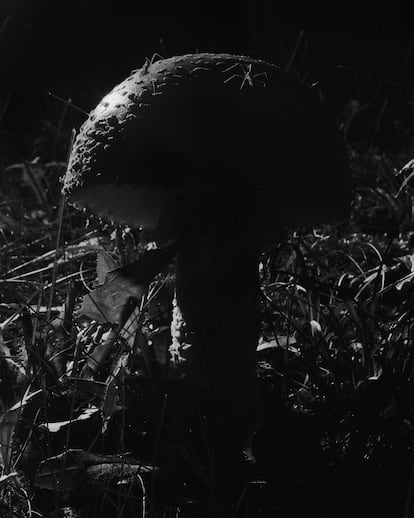 Imagen perteneciente a 'What the Rain Might Bring' publicado por TWB Books.