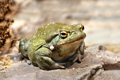 Sapo del desierto de Sonora