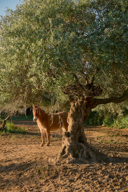 Cada olivo de la finca tiene al menos 200 años, según las cuentas de Igor. Bajo el olivo, 'Lucero', el poni.