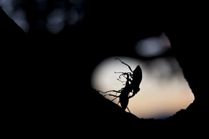 Mientras espera la llegada de la hembra escarabajo, contempla a la luna, esa superficie que nunca podrá trepar, ese cielo que nunca surcará.