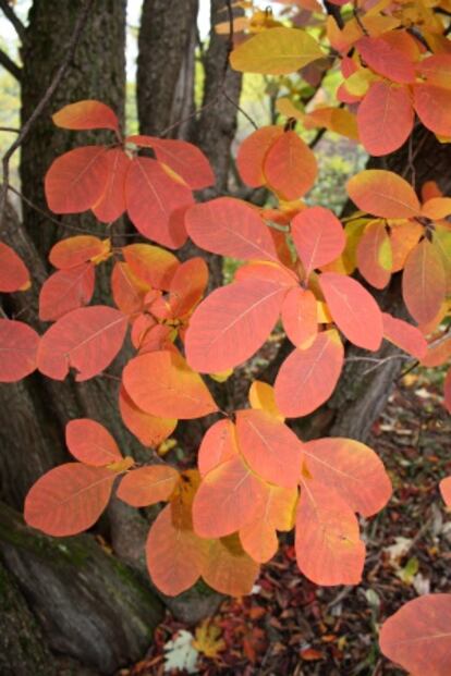 Cotinus obovatus, en el Arnold Arboretum.