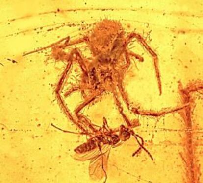 Imagen en ámbar de una araña y su víctima.