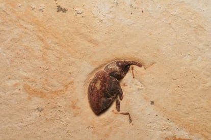 Fósil Curculionidae, encontrado en la cuenca del Araripe, que engloba algunos de los principales depósitos de fósiles de Brasil.