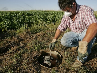 Topillos atrapados durante la plaga de 2007 en Valladolid.